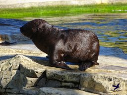 Tiergarten Schönbrunn am 03.10.2025